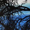 resm Koton Mavi Ağaç Desen Kare Masa Örtü